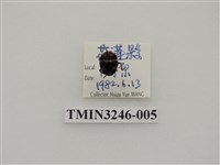 藏品(瓜茄瓢蟲)的圖片